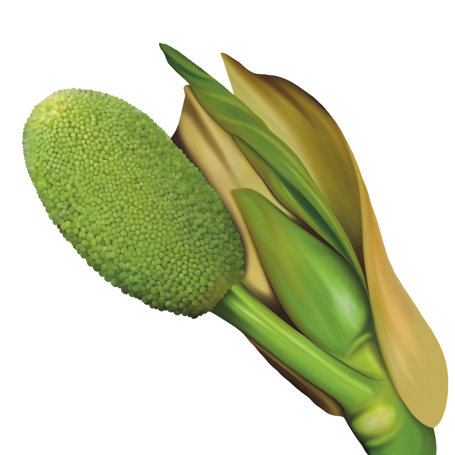 jackfruit_tree_1_alTZGZBG4G.jpg