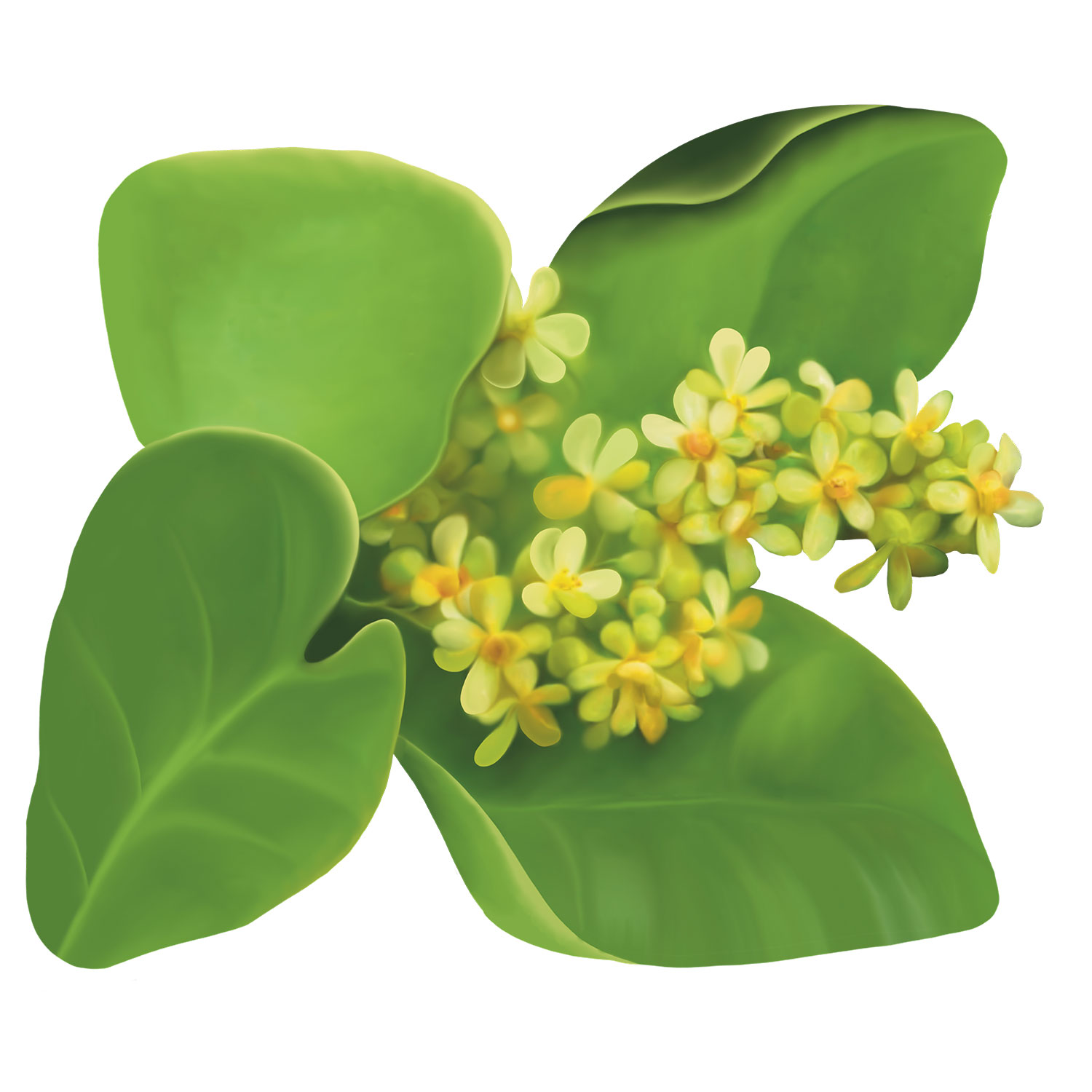 santol_tree_2_HXKtloPpeu.jpg