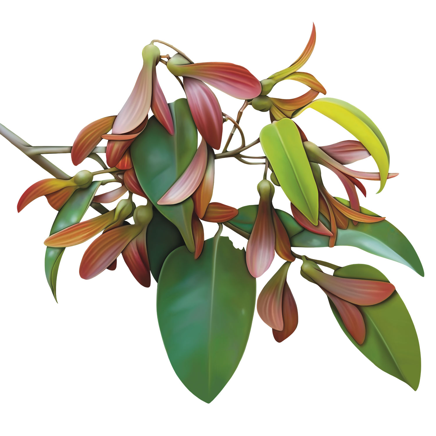 cannonball_tree_1_e7cVMkKESa.jpg