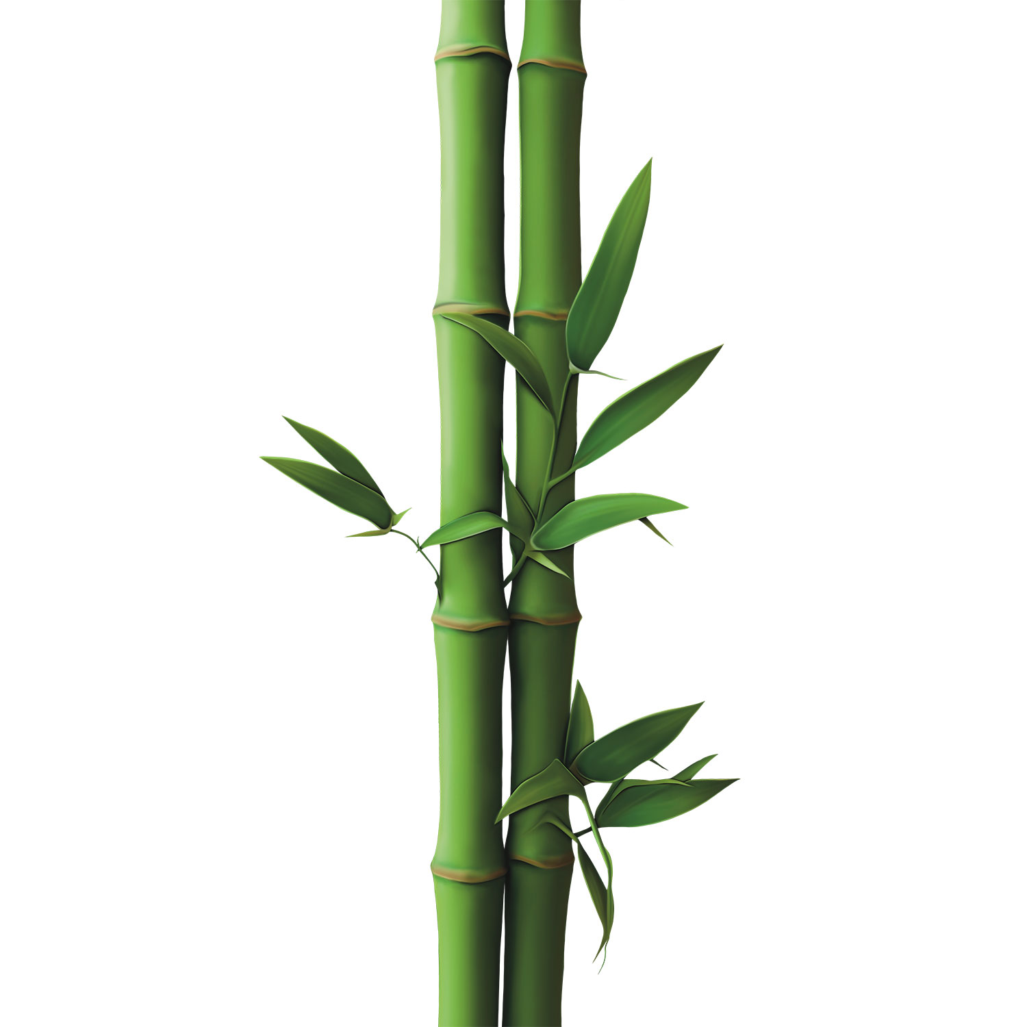bamboo_1_t8YstAAJ76.jpg