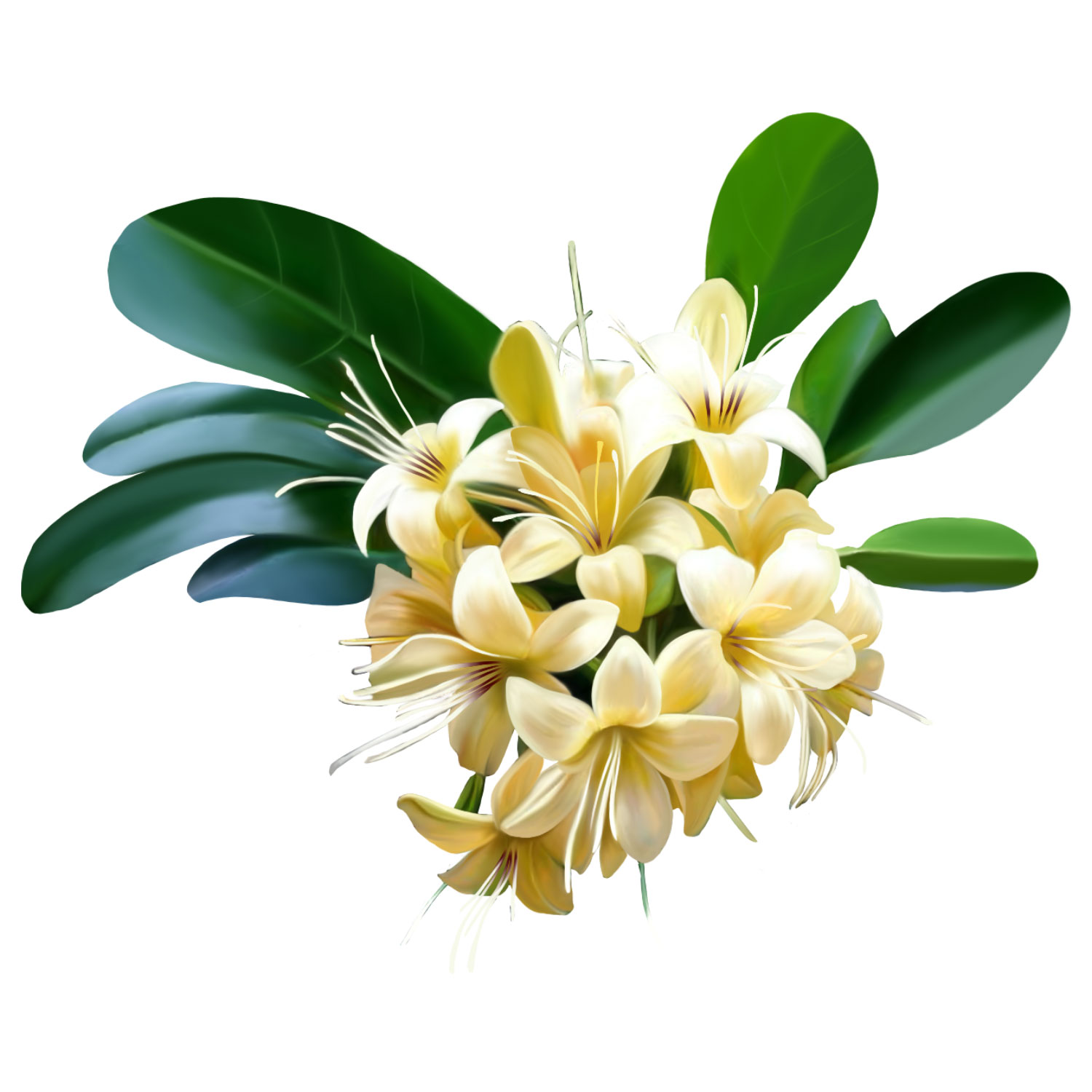 tembusu_tree_1_18RwXzCo8u.jpg