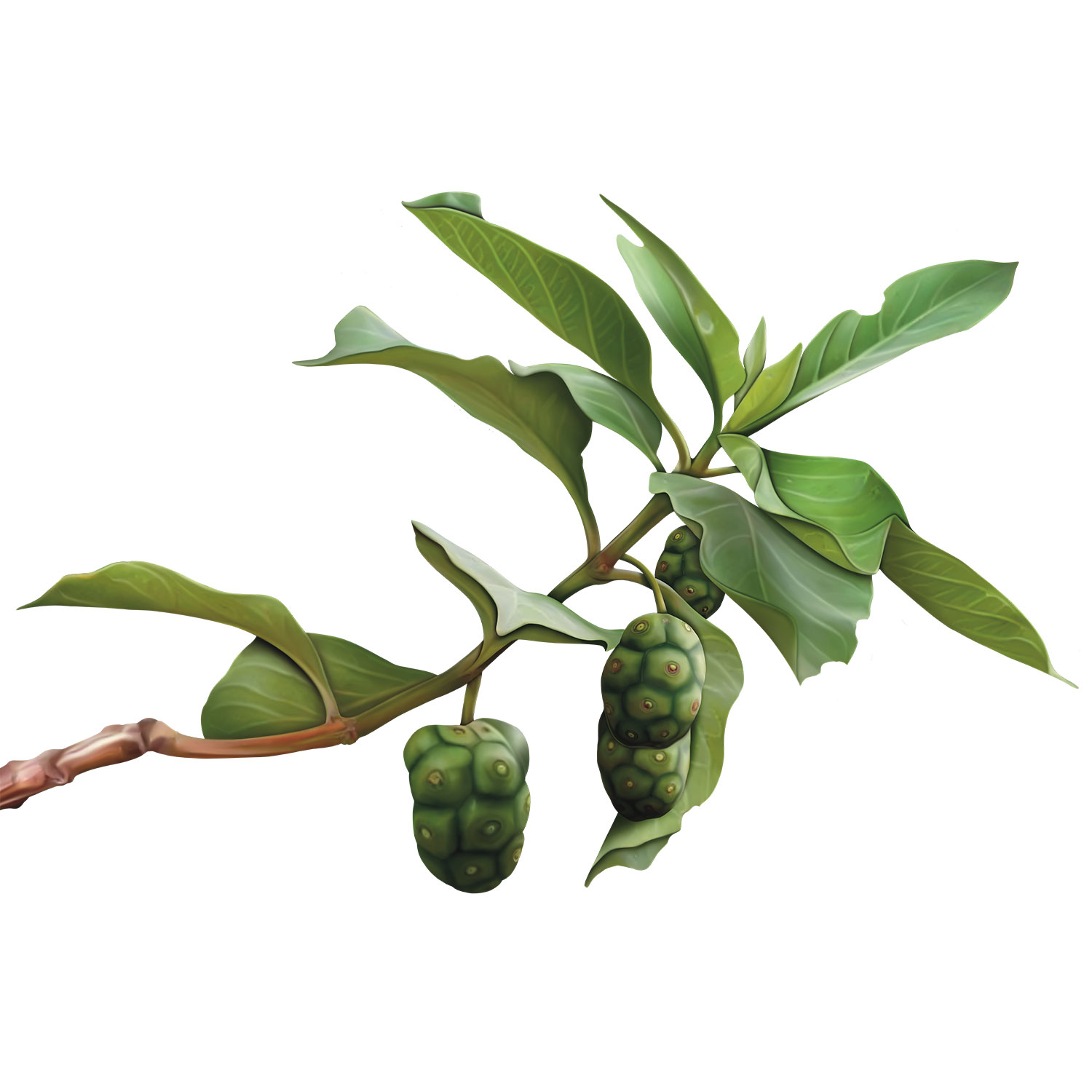 indian_mulberry_1_FvAriJWzEr.jpg