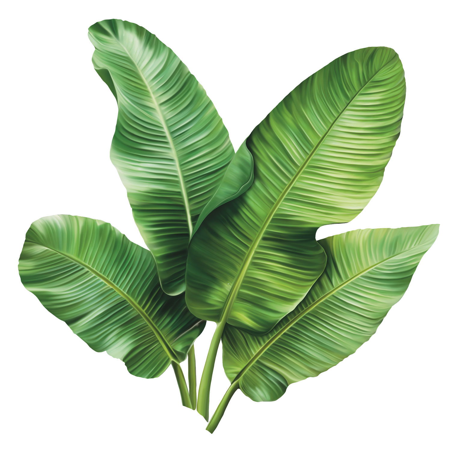 banana_tree_1_CQpvrQpbGY.jpg