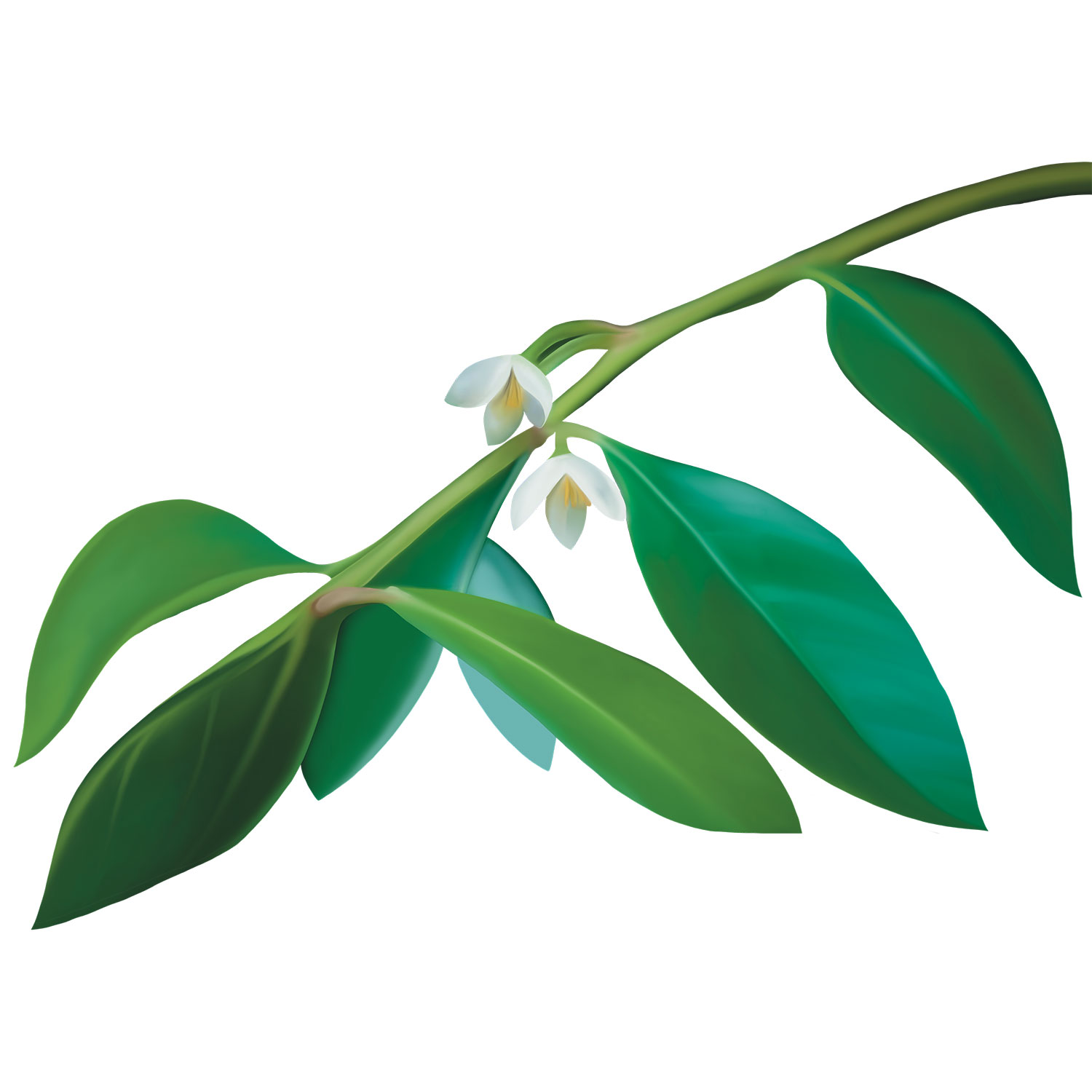 ficus_tree_1_9d3DtWRVzF.jpg