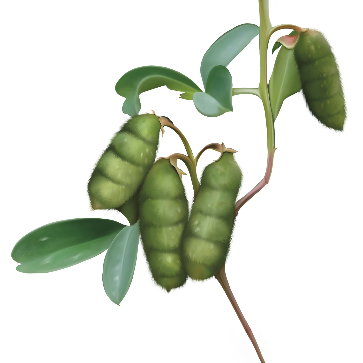 worm_tree_2_N6S3iqMEVl.jpg