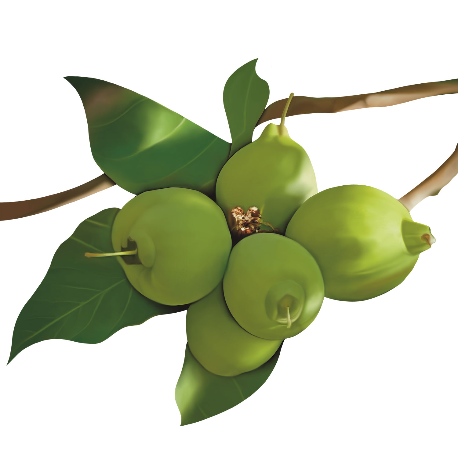 siamese_rosewood_2_RGyvPcOZLu.jpg