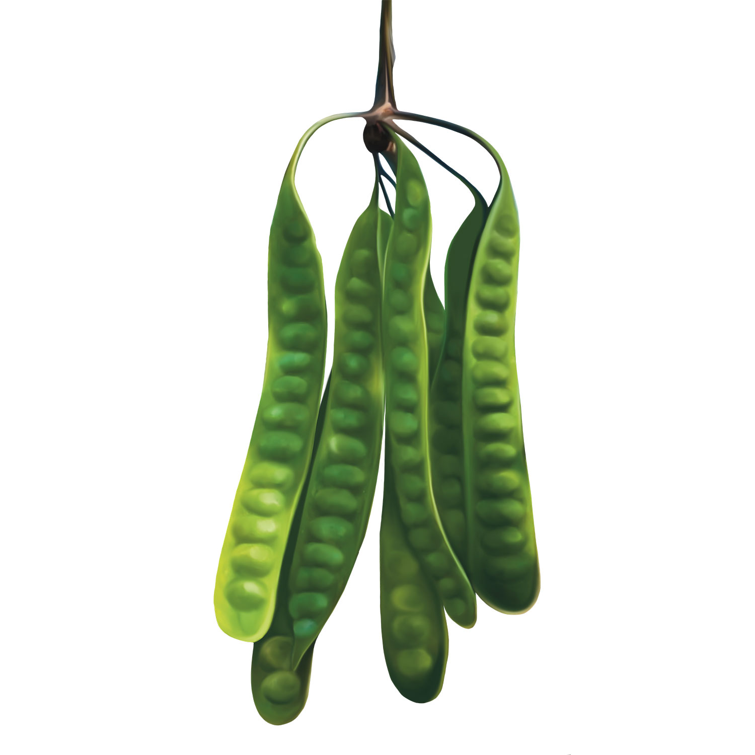 cannonball_tree_3_piPjbi8nHf.jpg
