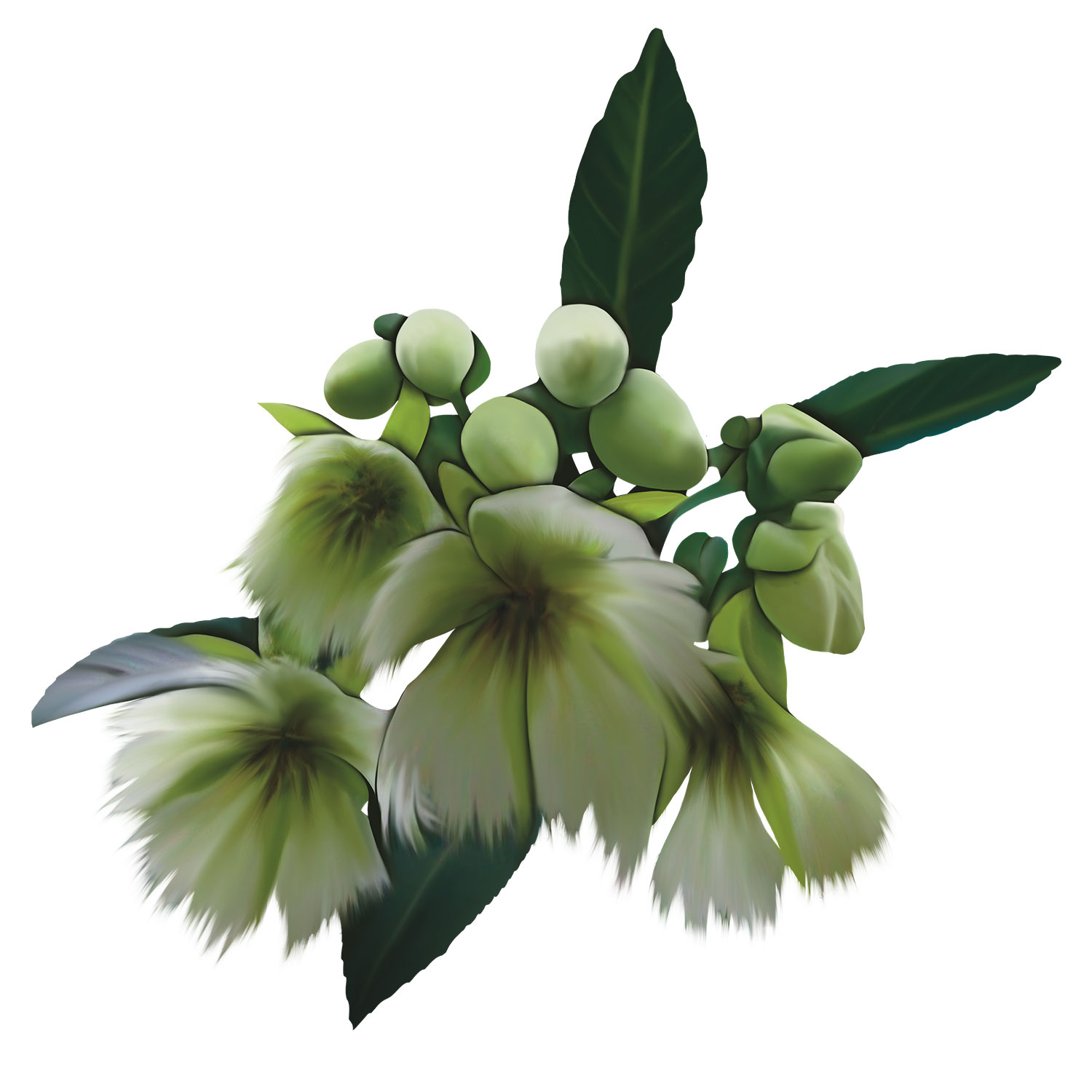 indian_olive_2_eYHE8ChbnU.jpg